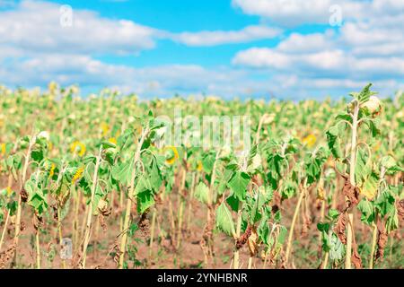 Campo di girasoli che si avvistano e si asciugano. I girasoli hanno teste e foglie che cadono, con alcune foglie che diventano marroni che indicano disidratazione o diseas Foto Stock