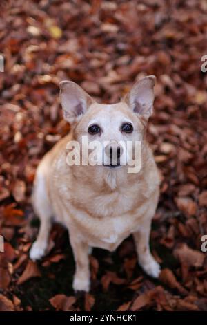 il vecchio cane bruno è nella foresta in autunno. seduto tra le foglie e guardando verso l'alto la fotocamera Foto Stock