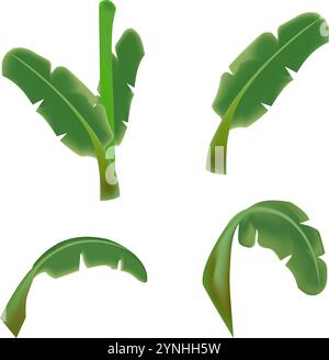 immagine del disegno del vettore a foglia verde banana su sfondo bianco Illustrazione Vettoriale