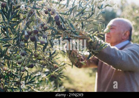 Un uomo anziano raccoglie olive mature da un lussureggiante albero verde in un boschetto illuminato dal sole durante la stagione autunnale. L'ambiente mostra un tranquillo paesaggio rurale, emph Foto Stock