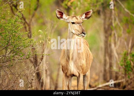 Safari, animali e nyala in ambiente con conservazione della natura, parco di viaggi all'aperto e biodiversità tra gli alberi. Fauna selvatica, paesaggio naturale e. Foto Stock