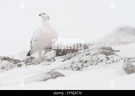 Ptarmigan (Lagopus muta) in un giorno invernale, Cairngorms, Scozia Foto Stock