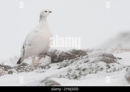 Ptarmigan (Lagopus muta) in un giorno invernale, Cairngorms, Scozia Foto Stock