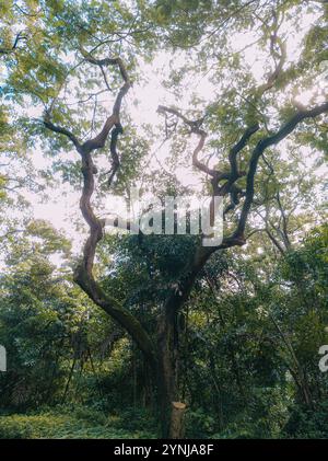 Ambiente tranquillo della foresta caratterizzato da un maestoso baldacchino con vegetazione lussureggiante e luce solare soffusa che filtra tra tra le foglie. Foto Stock