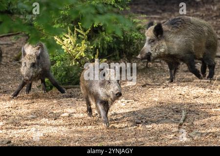 Schwarzwild im Frühlingswald Foto Stock