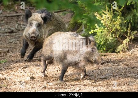 Schwarzwild im Frühlingswald Foto Stock