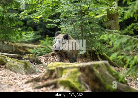 Schwarzwild im Frühlingswald Foto Stock