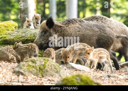 Schwarzwild im Frühlingswald Foto Stock