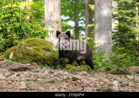 Schwarzwild im Frühlingswald Foto Stock