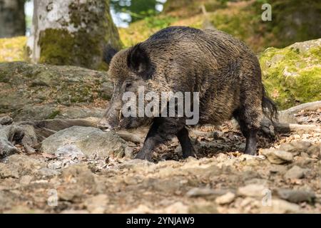 Schwarzwild im Frühlingswald Foto Stock