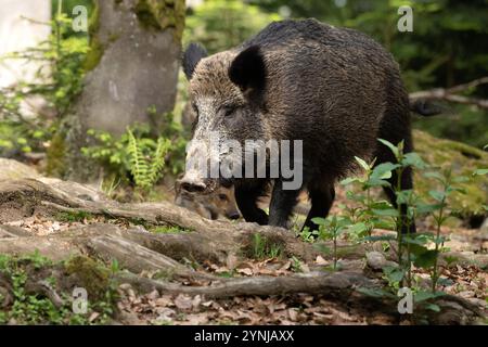 Schwarzwild im Frühlingswald Foto Stock