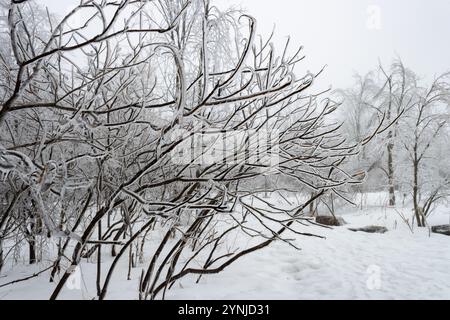 Il ghiaccio ricopre un arbusto di fronte a un parco ghiacciato e a una foresta creando un magico paese delle meraviglie Foto Stock