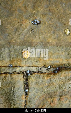 Australia, Tasmania, Eaglehwk Neck, Penisola di Forestier, pavimentazione intrecciata Foto Stock