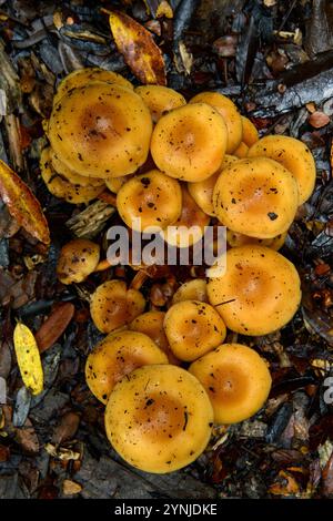Australia, Tasmania, Franklin-Gordon Wild Rivers National Park, Fern, Franklin River Nature Trail, funghi Foto Stock