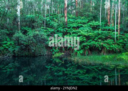 Australia, Victoria, Barwon Downs, Great Otway, National Park, Lake Elizabeth Foto Stock