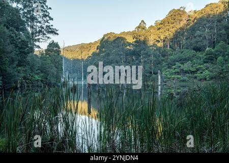 Australia, Victoria, Barwon Downs, Great Otway, National Park, Lake Elizabeth Foto Stock