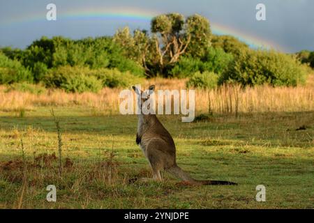 Australia, Victoria, Foster, Wilsons Promontory, National Park, canguro Foto Stock