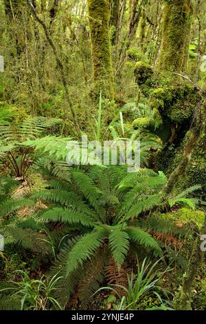 Nuova Zelanda, Isola del Sud, Costa occidentale, Haast, Ship Creek, passeggiata nella foresta paludosa Foto Stock