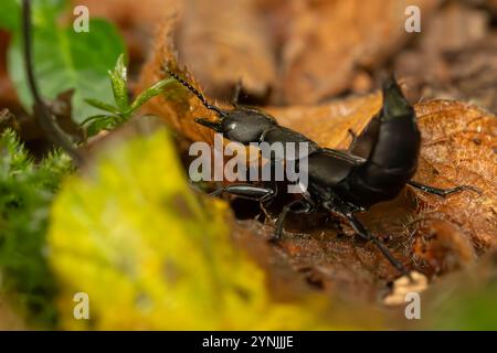 Coleottero del diavolo Coach Horse (Staphylinus olens) in posizione difensiva su lettiera. Sussex, Regno Unito. Foto Stock