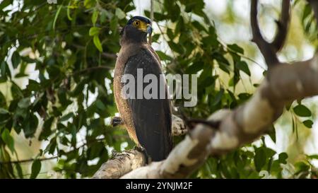 La splendida aquila serpente crepente arroccata su un ramo di albero. Foto Stock