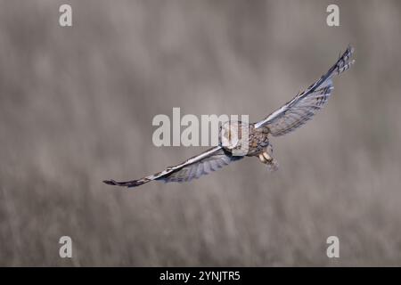 Un'incredibile ripresa di un gufo dalle orecchie lunghe che scivola con grazia nell'aria. L'immagine cattura le ali del gufo completamente estese, mostrando l'intricato pa Foto Stock