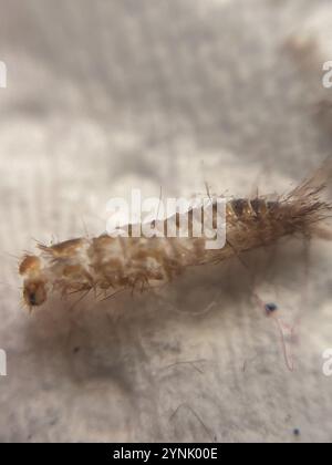 Scarabeo australiano (Anthrenocerus australis) Foto Stock