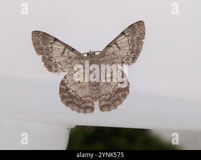 White Looper Moth (Pingasa chlora) Foto Stock