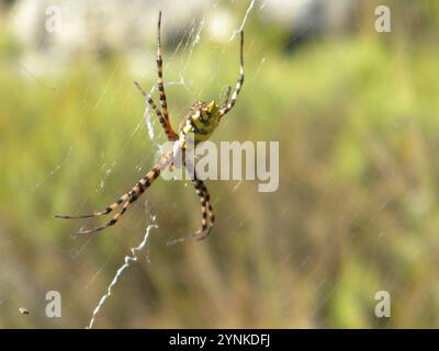 Ragno Orbweb da giardino comune (Argiope australis) Foto Stock