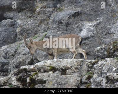 Stambecco spagnolo sudorientale (Capra pyrenaica hispanica) Foto Stock