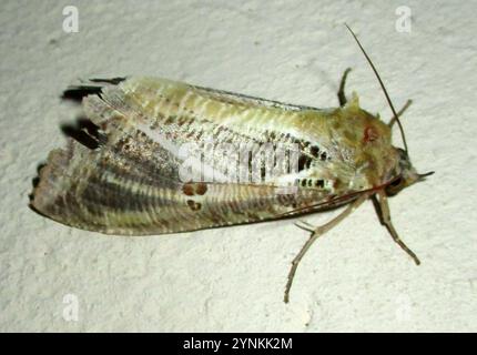 Dente di sottobosco (Eudocima materna) Foto Stock
