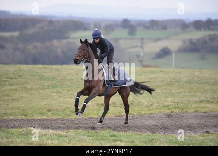 Corse di cavalli su Middleham, galoppo basso. Foto Stock