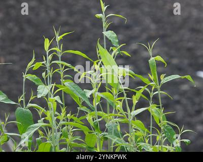 Farfalla asiatica (Buddleja asiatica) Foto Stock