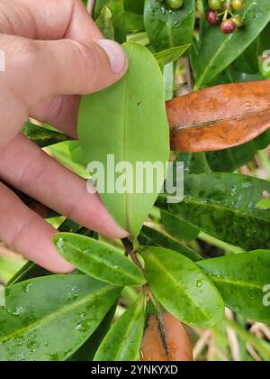 Mirtillo (Ardisia escallonioides) Foto Stock