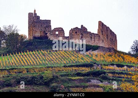 Rovine del castello di Staufen (Staufen, Baden-Würtemberg), Germania meridionale. Foto Stock