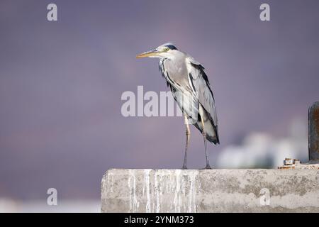Heron grigio (Ardea cinerea) in posizione accovacciata su un muro di banchina Foto Stock
