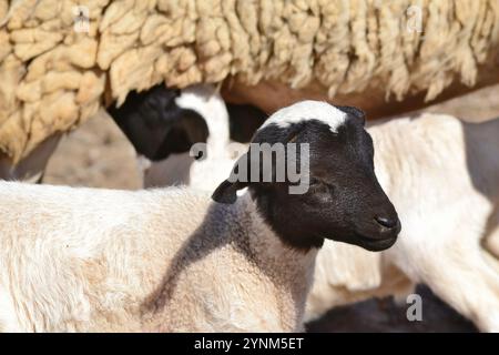 Gemelli agnelli dorper testa nera (Ovis aries) nati sul Knersvlakte a Namaqualand. Foto Stock