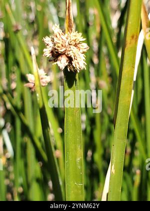 Bulrush americano a tre quadrati (Schoenoplectus americanus) Foto Stock