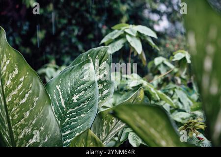 Gocce di pioggia sulle foglie di una pianta tropicale in un parco di Singapore Foto Stock