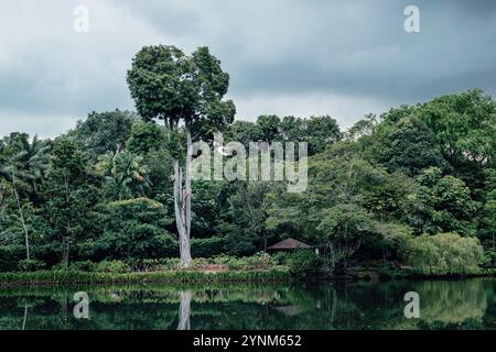 Splendida vegetazione nella città giardino con un lago di fronte a Singapore Foto Stock