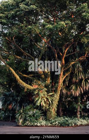 Un magnifico albero sotto le luci del tramonto in un parco di Singapore Foto Stock