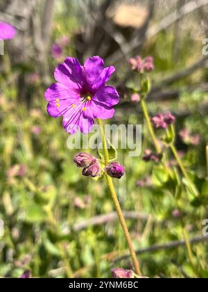 Boccola a braccio oscillante (Mirabilis laevis) Foto Stock