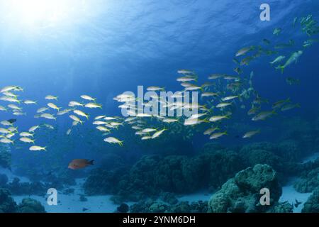 Scuola di pesce caprino albacora (Mulloides vanicolensis) nel Mar Rosso Foto Stock