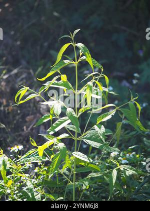 Farfalla asiatica (Buddleja asiatica) Foto Stock