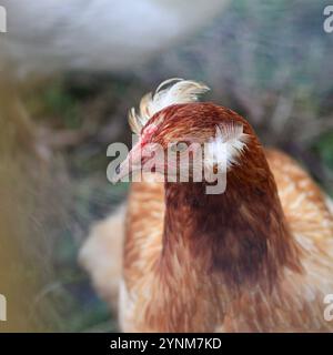 Primo piano di un colpo alla testa di gallina marrone con piume nelle orecchie Foto Stock
