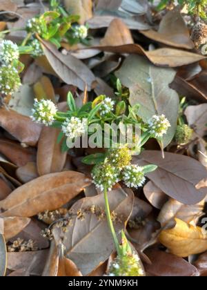 Arbusti falsi contrafforti (Spermacoce verticillata) Foto Stock