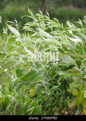 Farfalla asiatica (Buddleja asiatica) Foto Stock