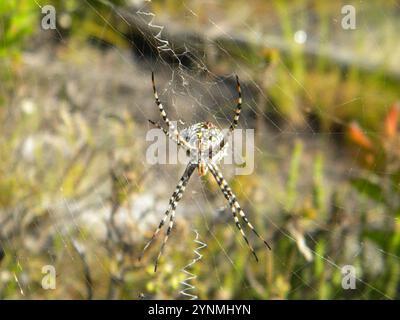 Ragno Orbweb da giardino comune (Argiope australis) Foto Stock