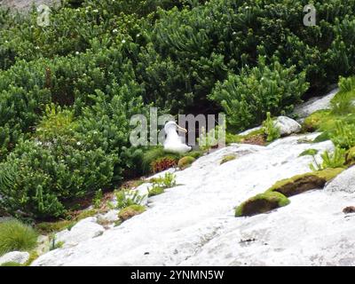 Albatross di Southern Buller (Thalassarche bulleri bulleri) Foto Stock