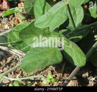 Fagiolo viola (Macroptilium atropurpureum) Foto Stock