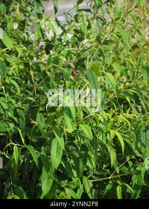 Farfalla asiatica (Buddleja asiatica) Foto Stock
